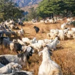 A goat herd on the meadow below George Everest Peak