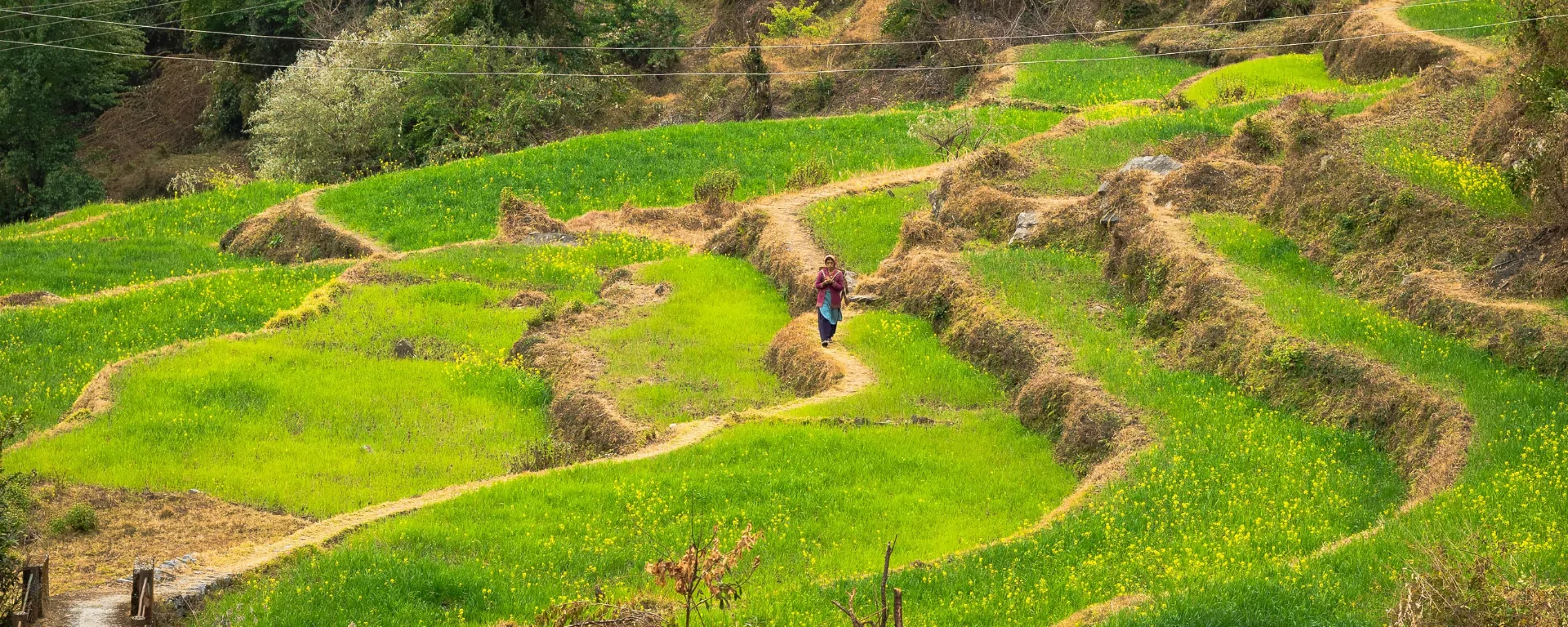 Mist rolling through a pine and oak forest