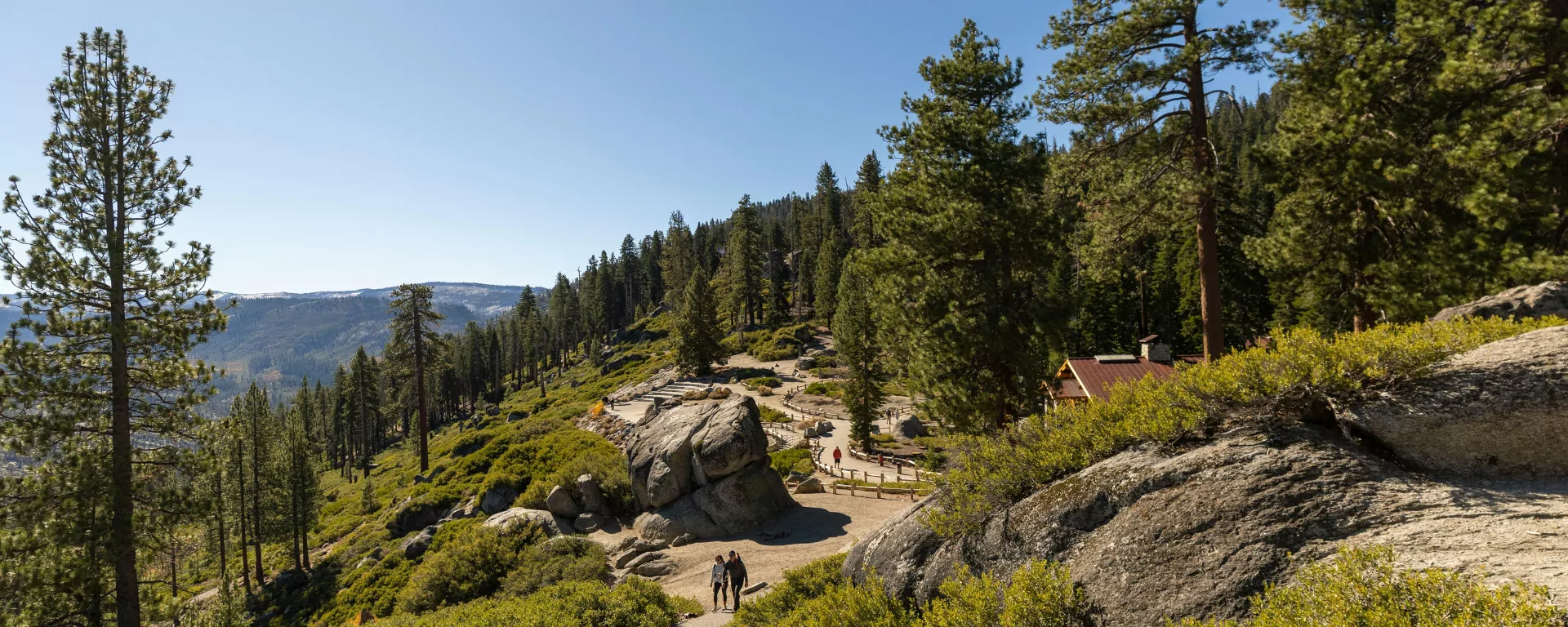 Mossy boulders and ferns along a forest stream