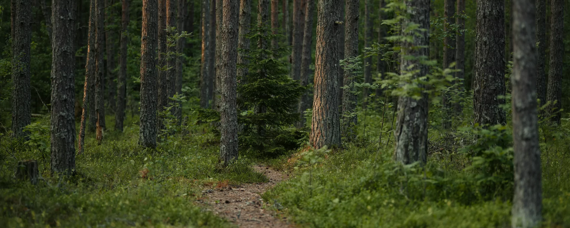 Mountain stream crossing along the forest trail