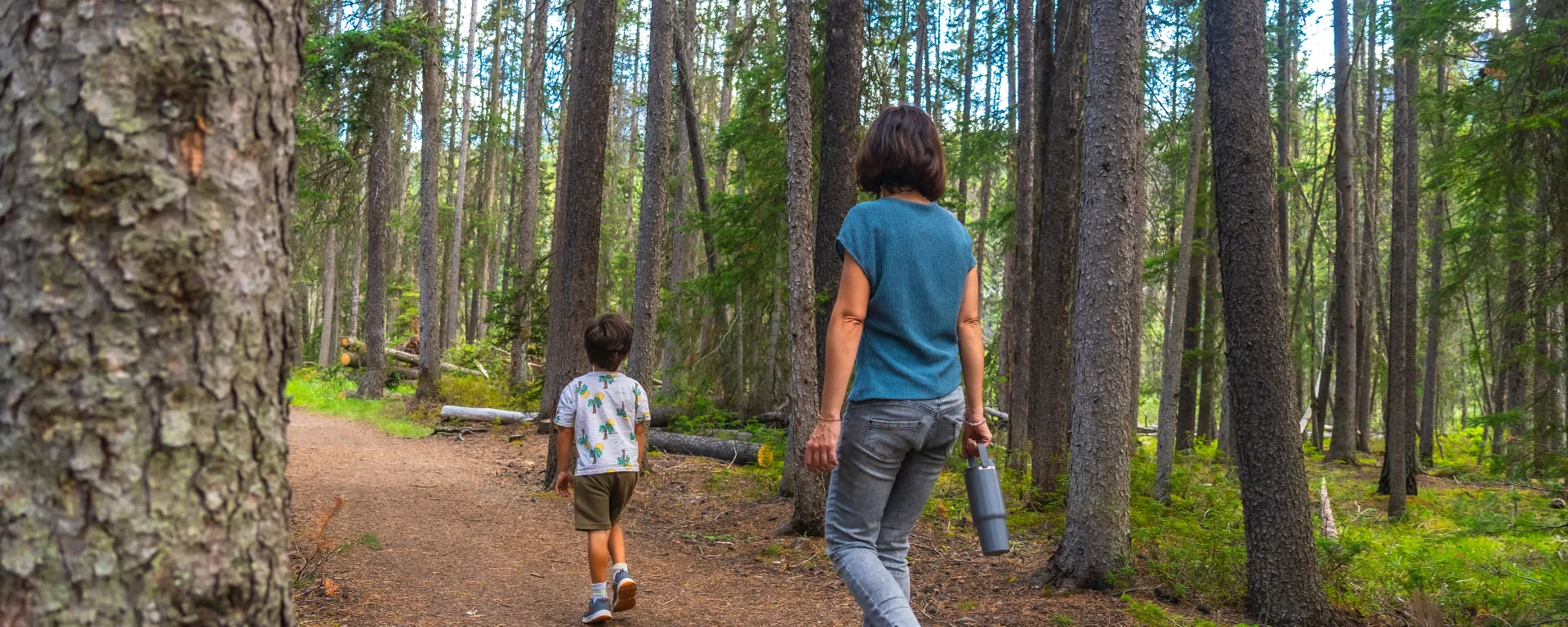 Forest trail winding through Himalayan pine and oak