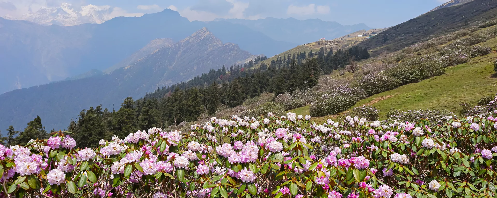 Day Hikes & Forest Trails — pine and oak trails near Mussoorie