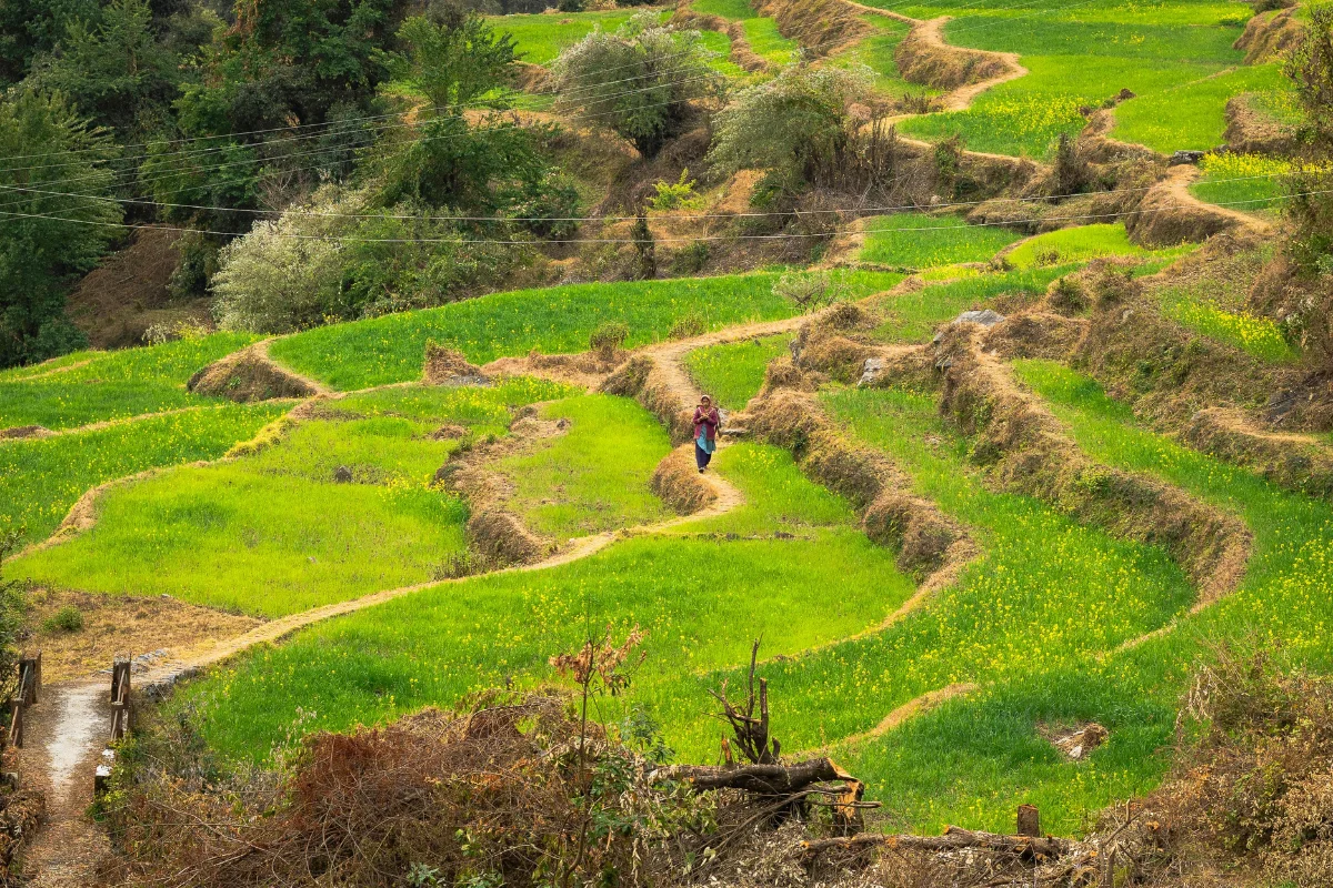 Pahadi House Kanatal Forest Stay — deodar forest homestay in Uttarakhand