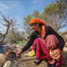 Pahadi woman in traditional dress working in terraced fields with Himalayan peaks behind