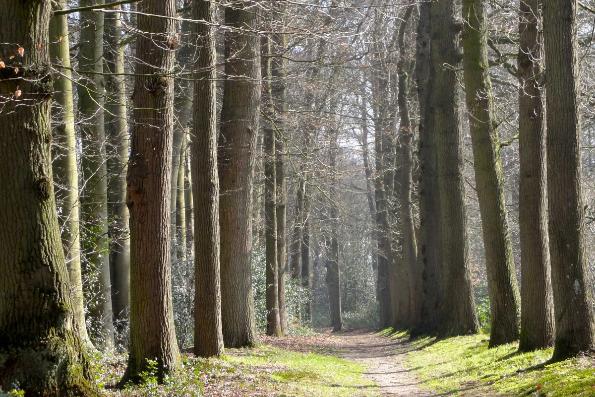 Day hikes and forest trails — guided treks from Pahadi House Himalayan homestay in Uttarakhand