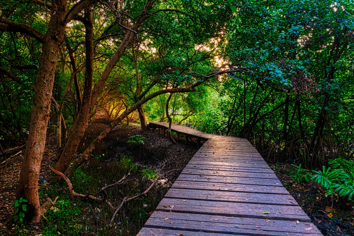 Pudina Khet Nature Reserve walk — guided forest experience with Pahadi House Uttarakhand