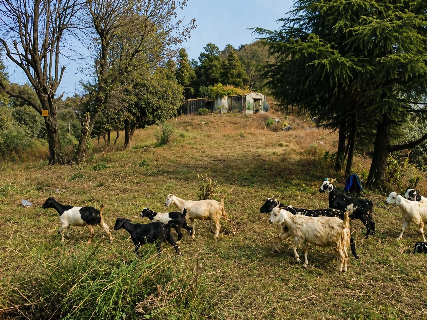 Pudina Khet Nature Reserve 11