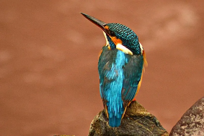 Kingfisher spotted on a birdwatching morning at Rajaji National Park