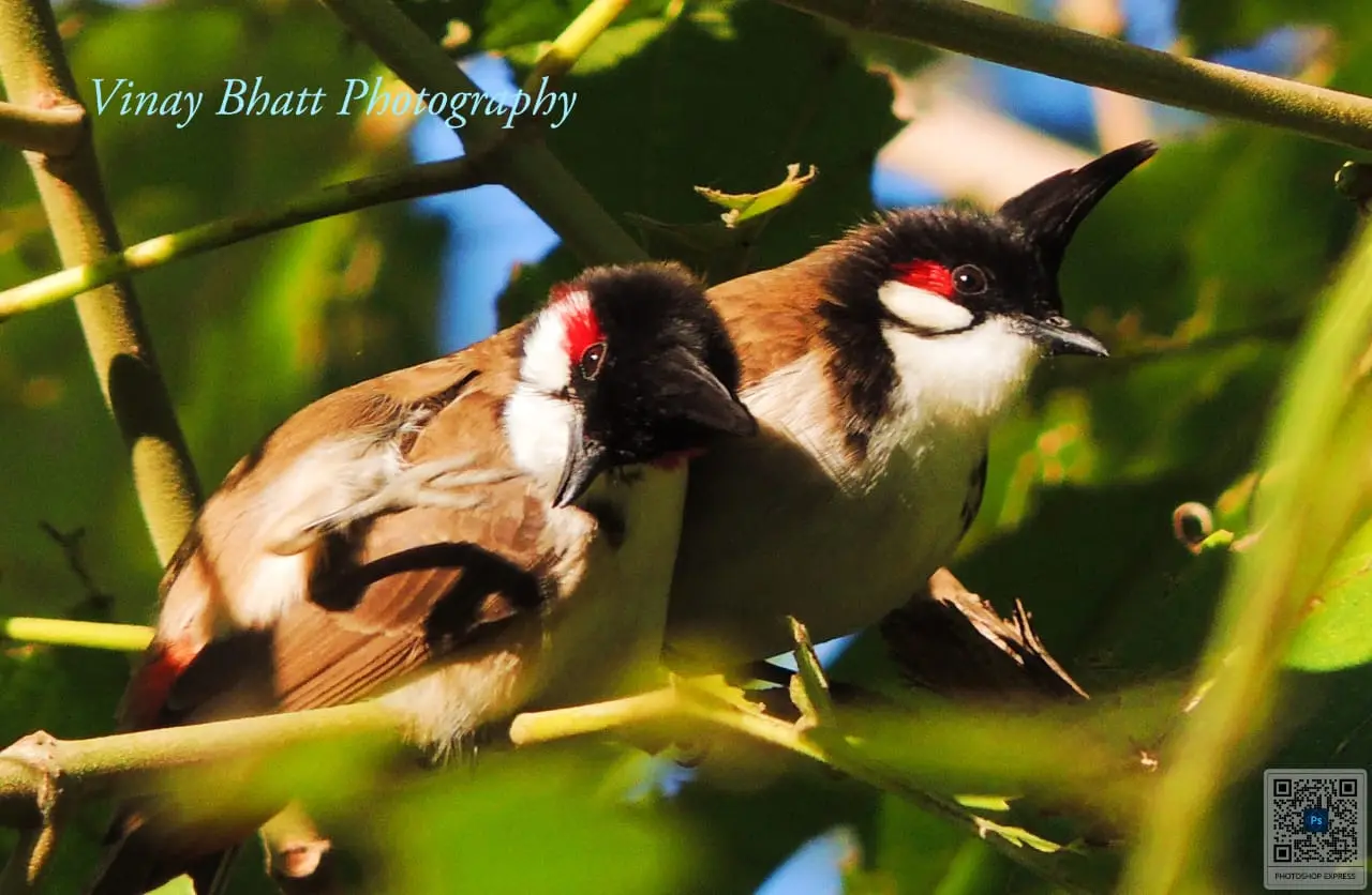 Pet-friendly birding retreat in Kotabagh near Jim Corbett NP