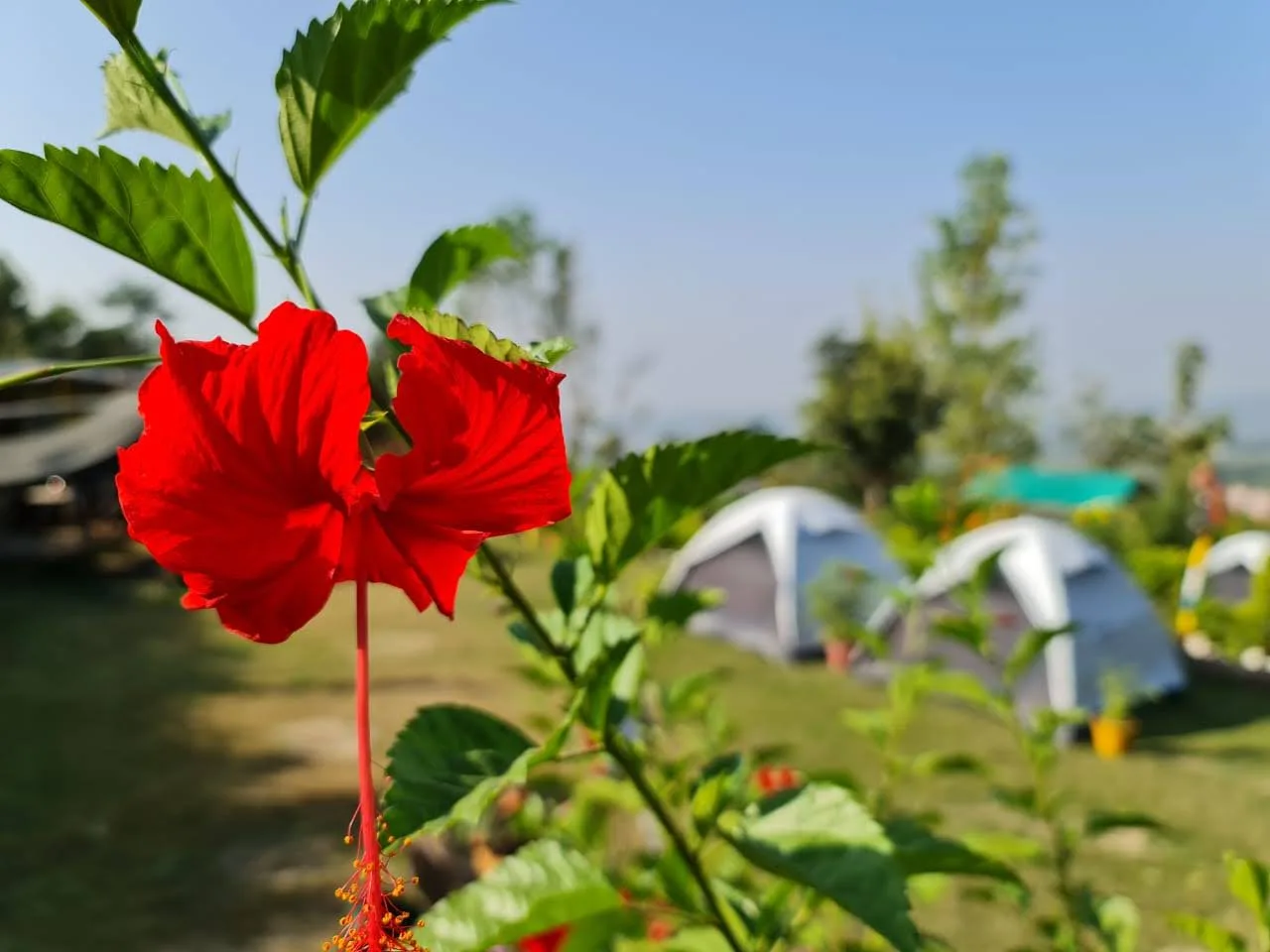 Pet-friendly birding retreat in Kotabagh near Jim Corbett NP