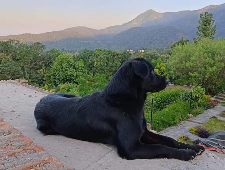 Outdoor gardens at Kotadun Birding Retreat, Ramnagar Uttarakhand
