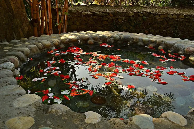Lotus pond in the landscaped grounds of the forest retreat near Rajaji National Park