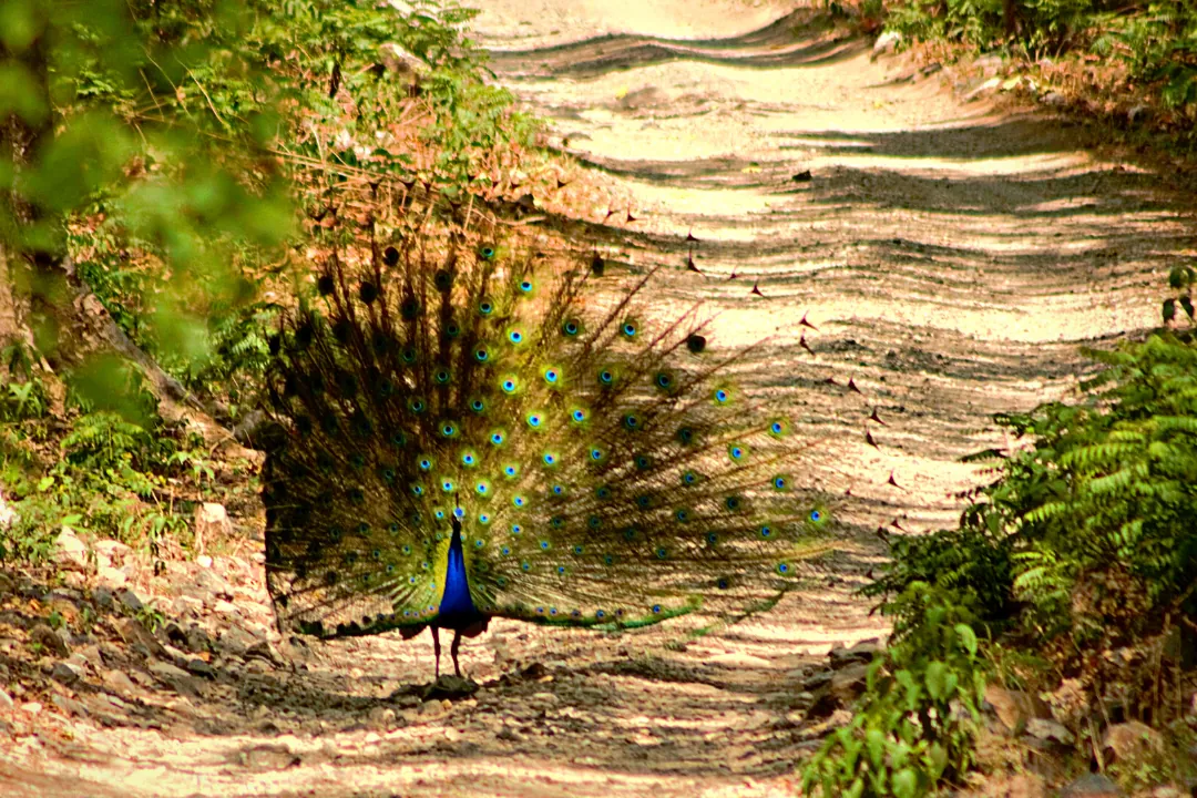 Sal forest trail near Rajaji National Park