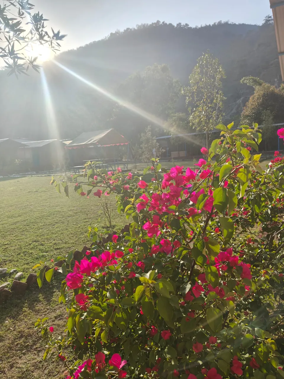 Bougainvillea in bloom catching the morning sun at a Pahadi House garden