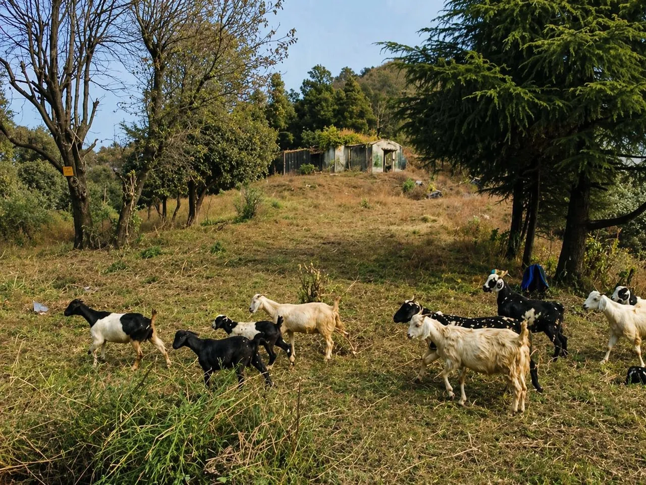 Goats grazing on a hillside beside an old stone house in a Garhwali village