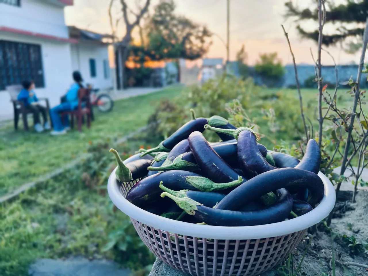 A basket of freshly harvested brinjals from a mountain kitchen garden at sunset
