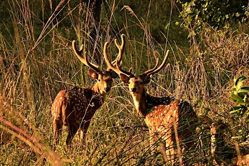 Spotted deer (chital) in Rajaji Tiger Reserve near the forest rest house