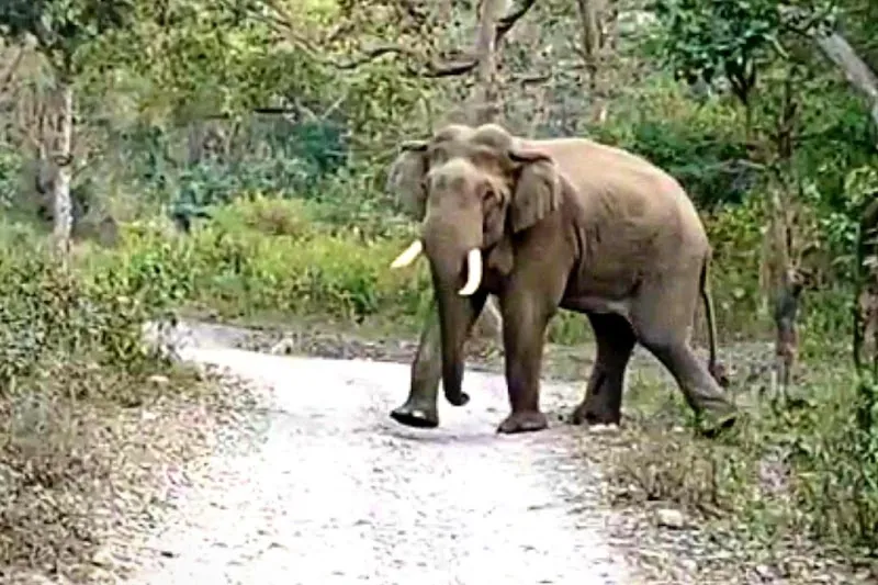 Wild elephant on a forest track in Rajaji Tiger Reserve near the retreat