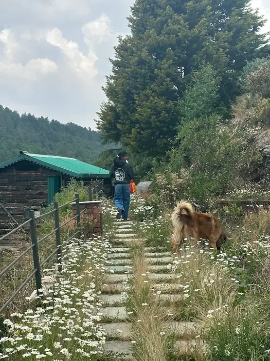 Walking the forest trail with a dog near Seegreen Mussoorie