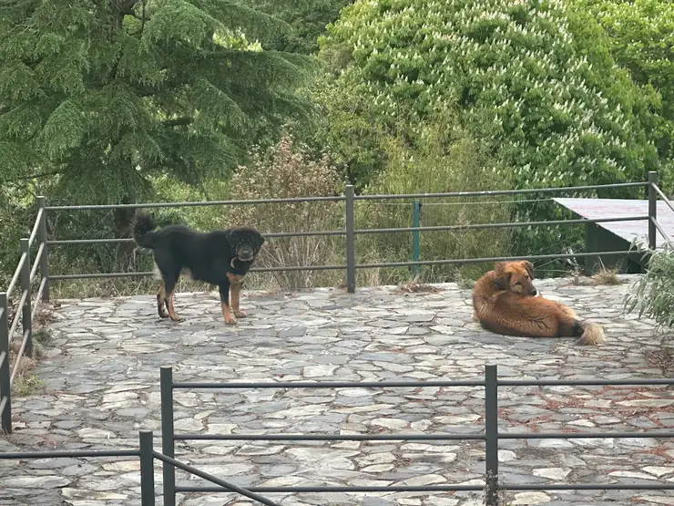 The resident dog on the stone deck at Seegreen Mussoorie