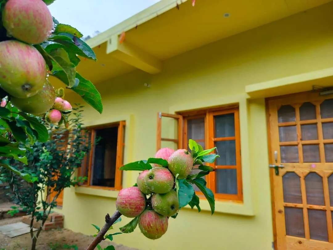Apples on the tree outside Aa Maa's Homestay at Pangrari, Mukteshwar