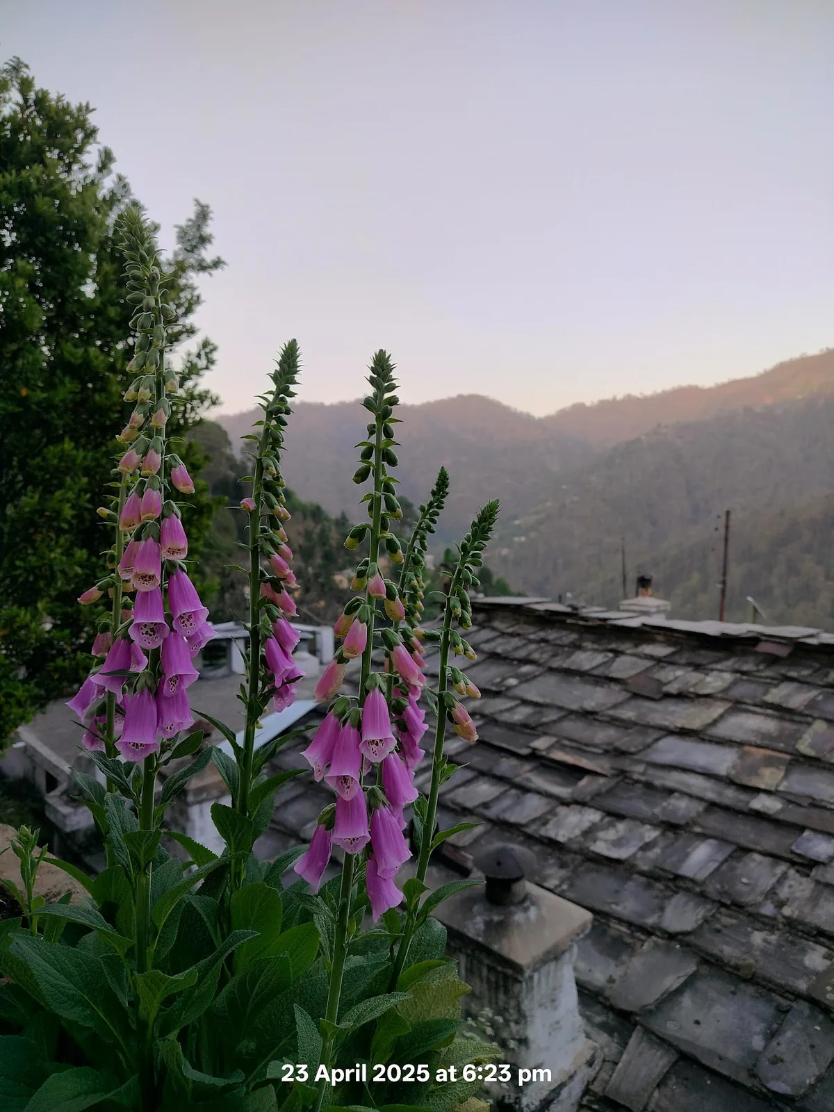 Foxgloves and a slate roof with the Kumaon hills behind at Aa Maa's Homestay, Mukteshwar