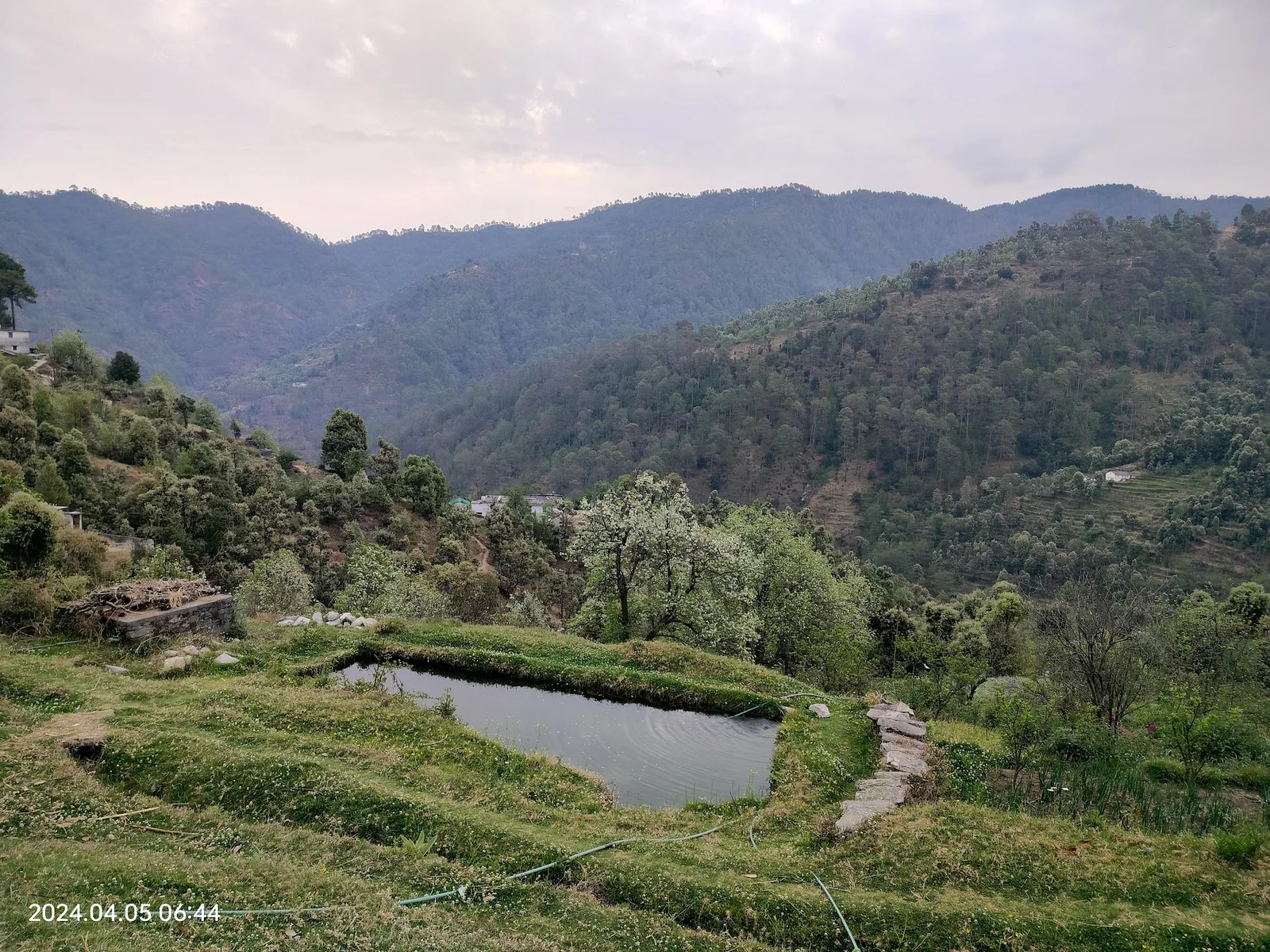 Terraced fields below Aa Maa's Homestay at Pangrari, Mukteshwar