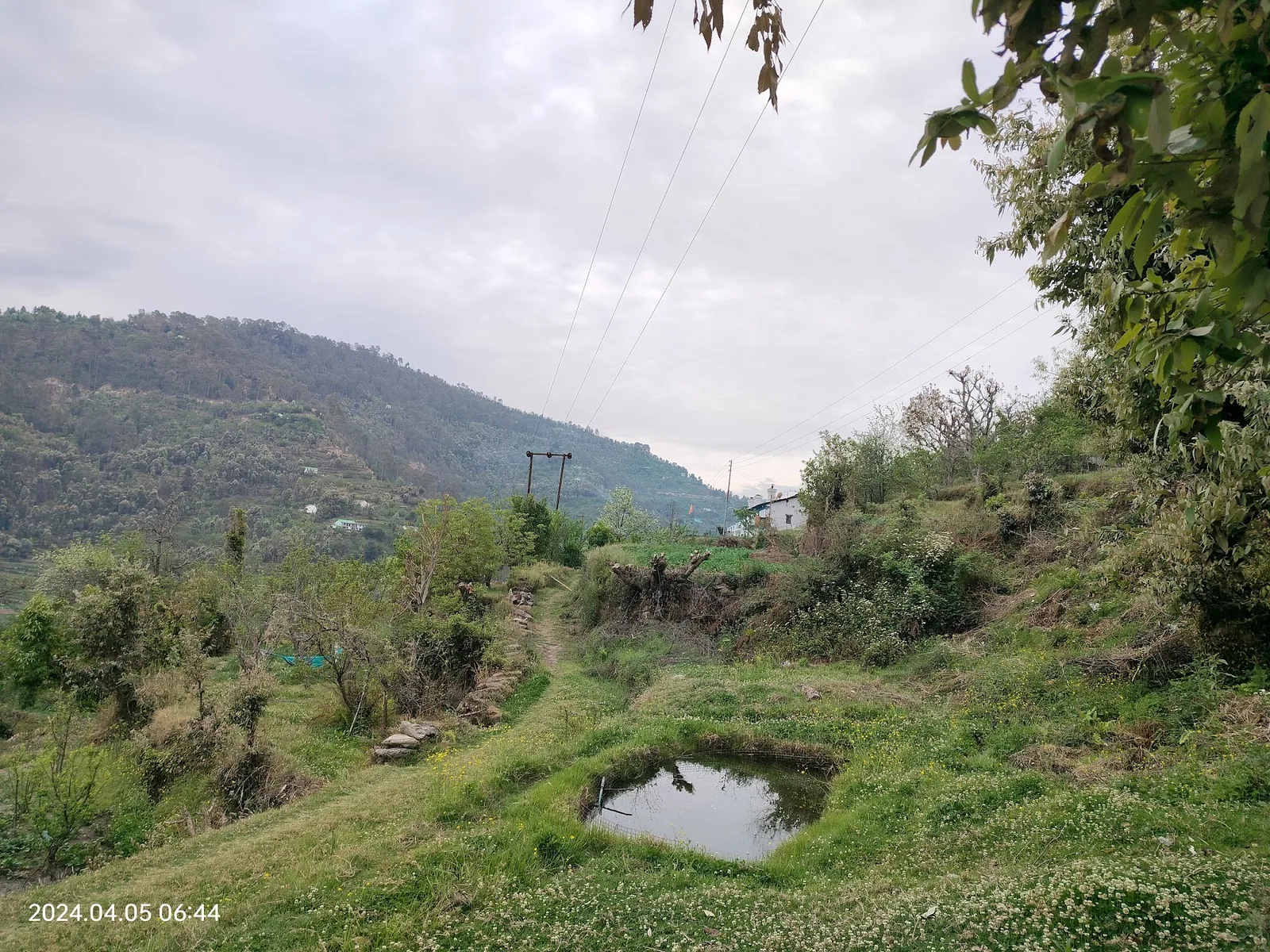 Hills and forest around Aa Maa's Homestay, Mukteshwar