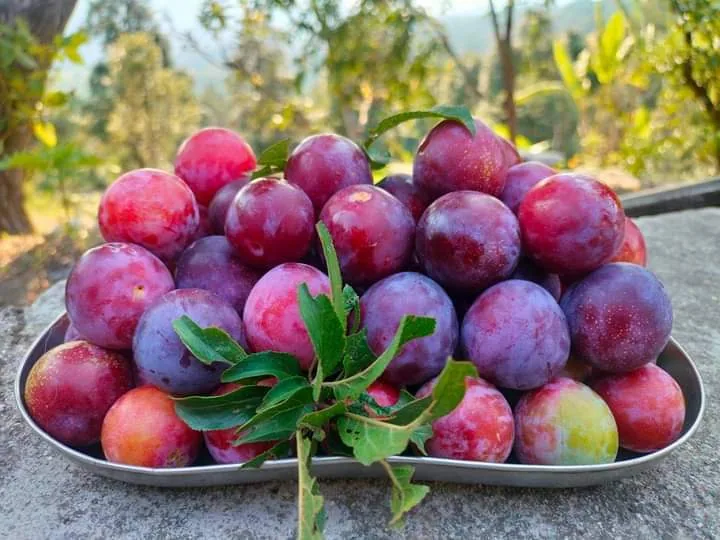 Plums from the farm at Aa Maa's Homestay, Pangrari, Mukteshwar