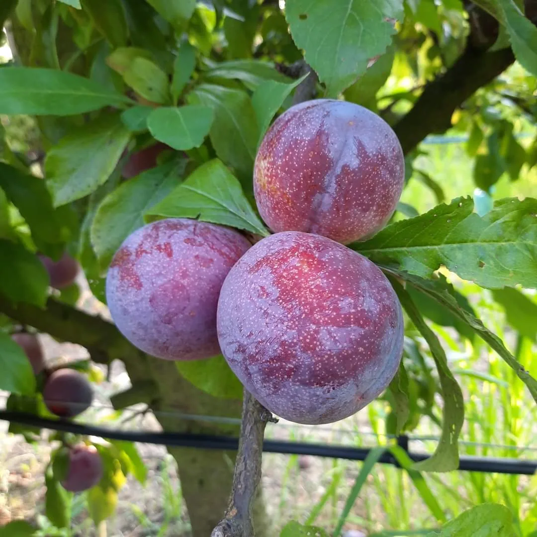 Plums ripening on the tree at Aa Maa's Homestay, Mukteshwar