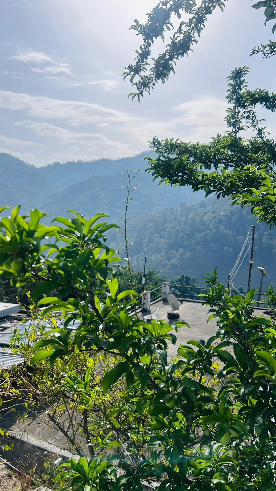 Fruit trees and the valley at Aa Maa's Homestay, Mukteshwar