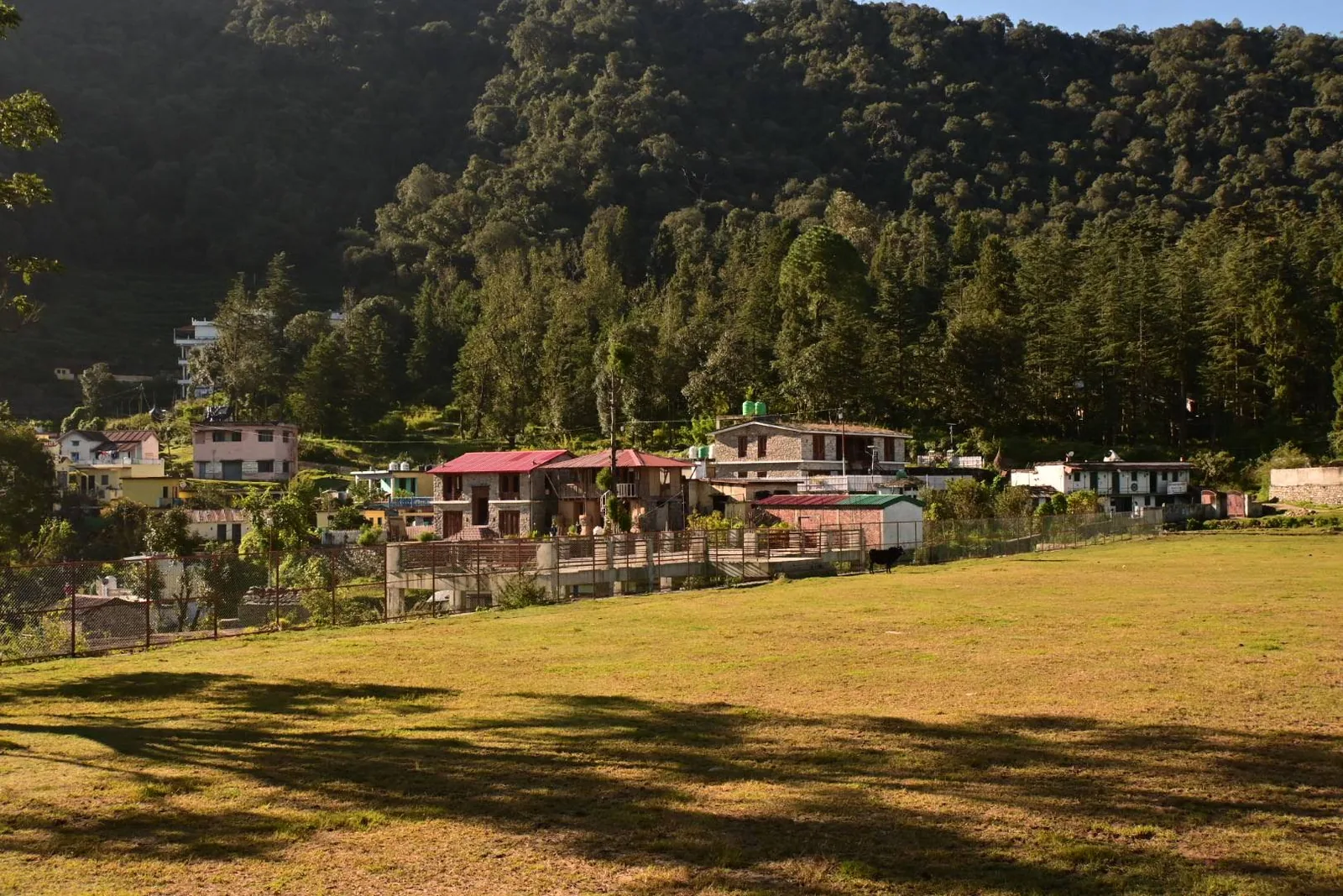 Meadow and pine forest beside Basa Stay, Khirsu