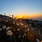 Wildflowers on the ridge at George Everest with sunrise over the Garhwal ranges behind