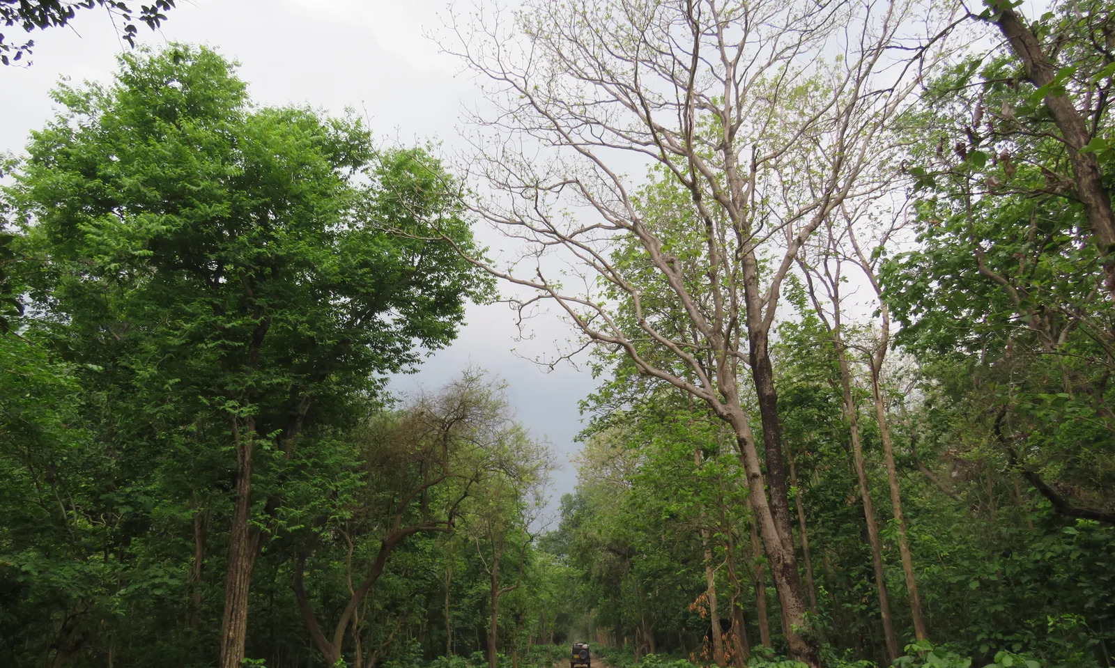 Sal forest trail in Rajaji National Park near Rishikesh, tall bare trees and green undergrowth