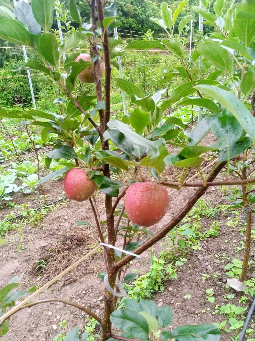 Apples growing beside Ghughuti Homestay at Sunkiya, Mukteshwar