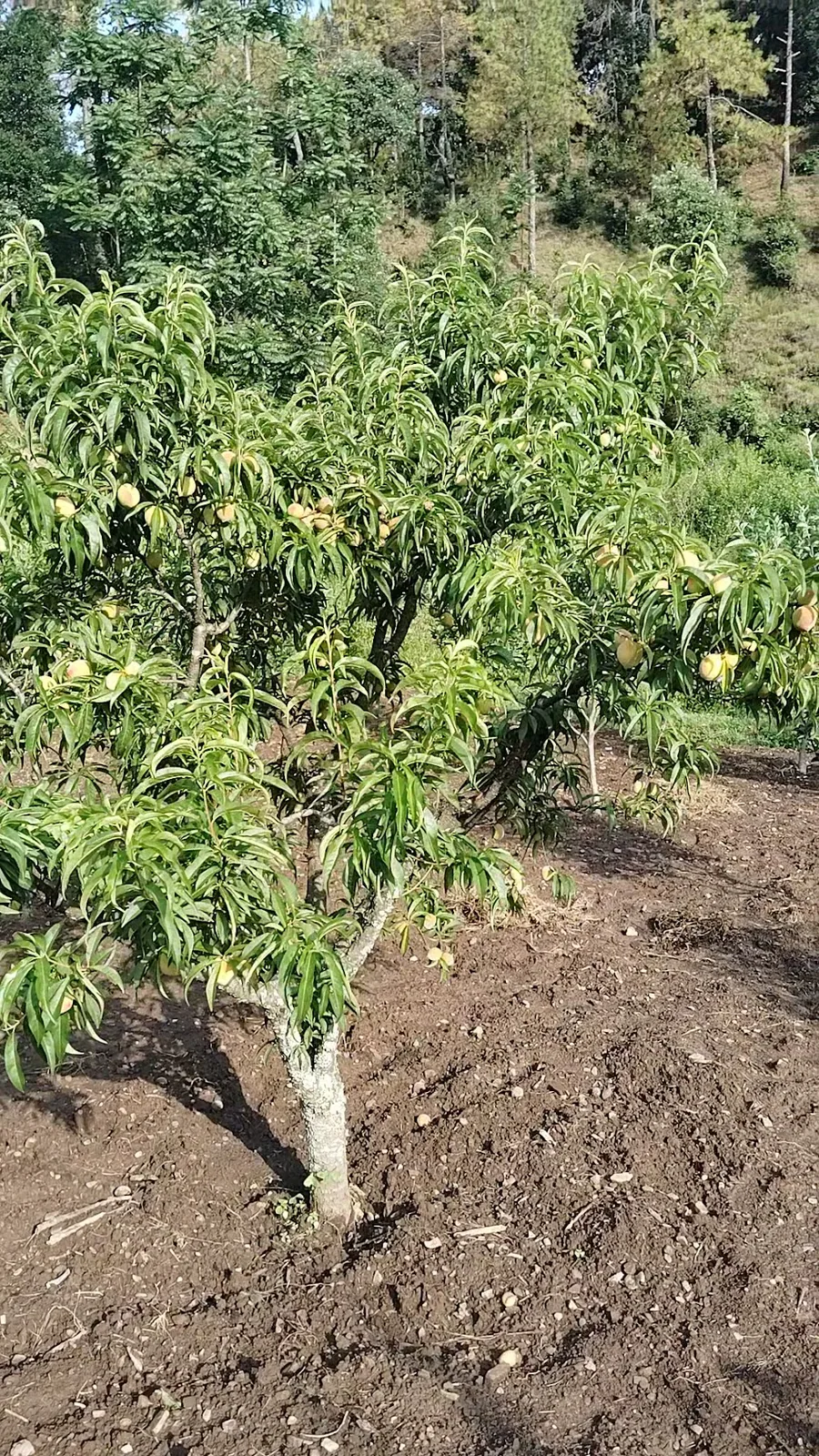 Fruit orchard beside Ghughuti Homestay, Sunkiya
