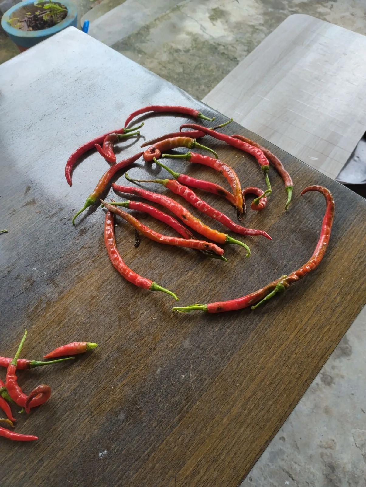 Chillies from the kitchen garden at Grandparents Homestay, Matli