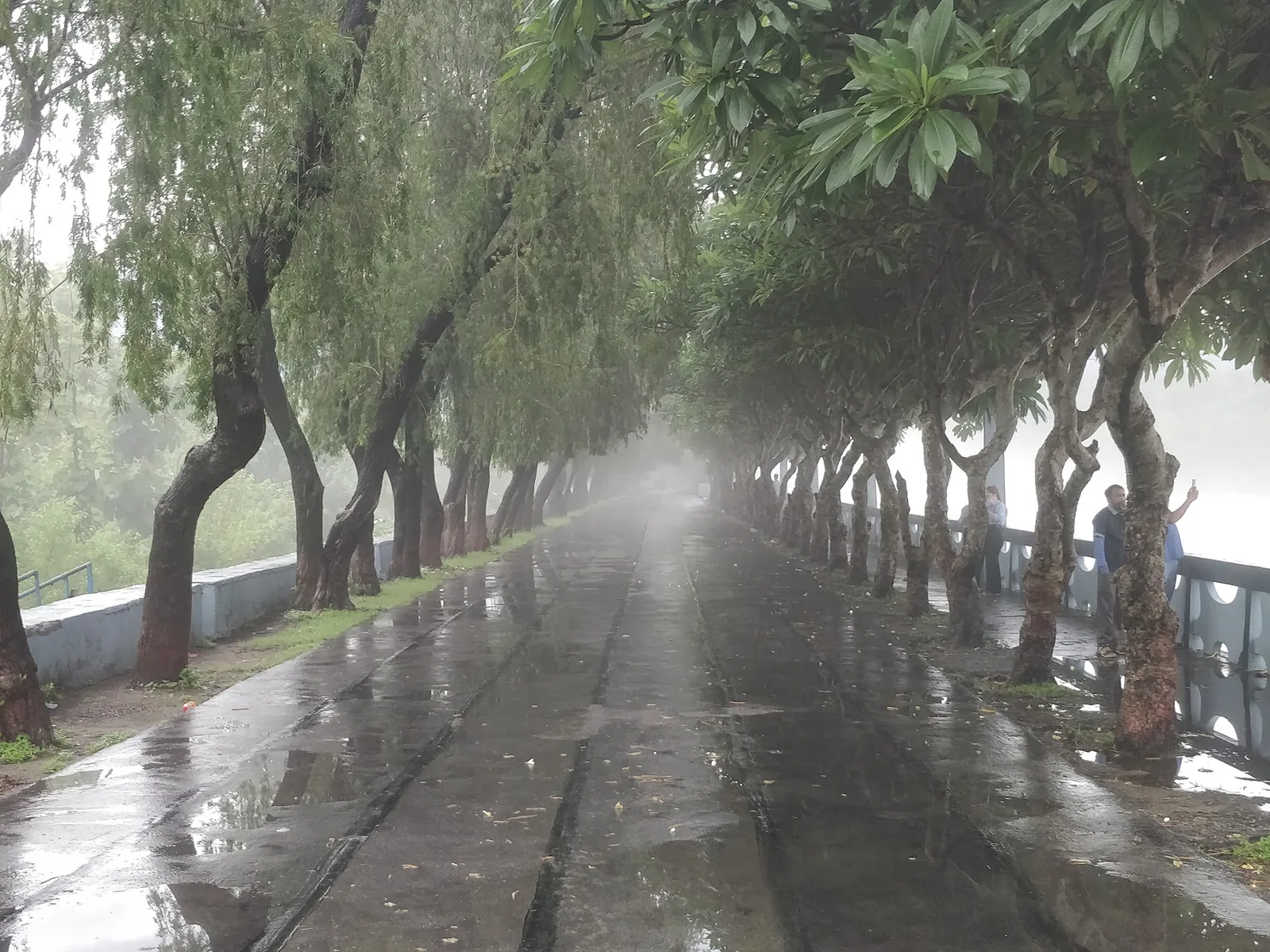 Tree lined road near Little Sparrow Homestay in the Rishikesh monsoon