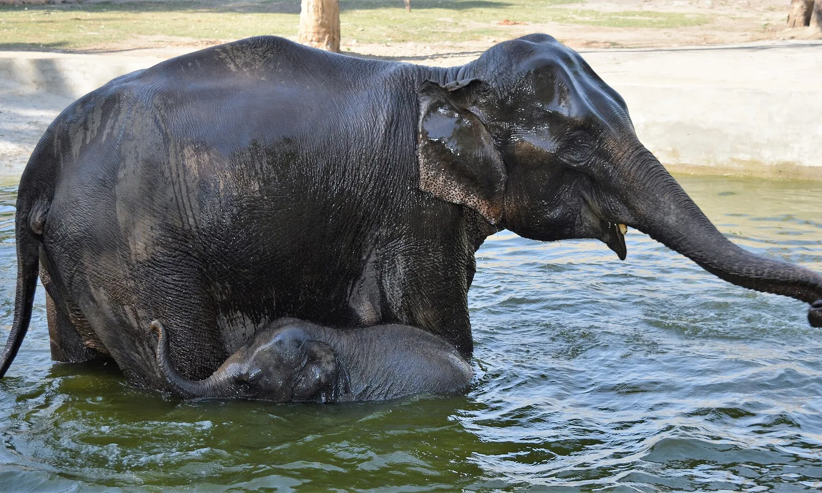 Wild Asian elephant and calf standing in water at Rajaji National Park near Rishikesh