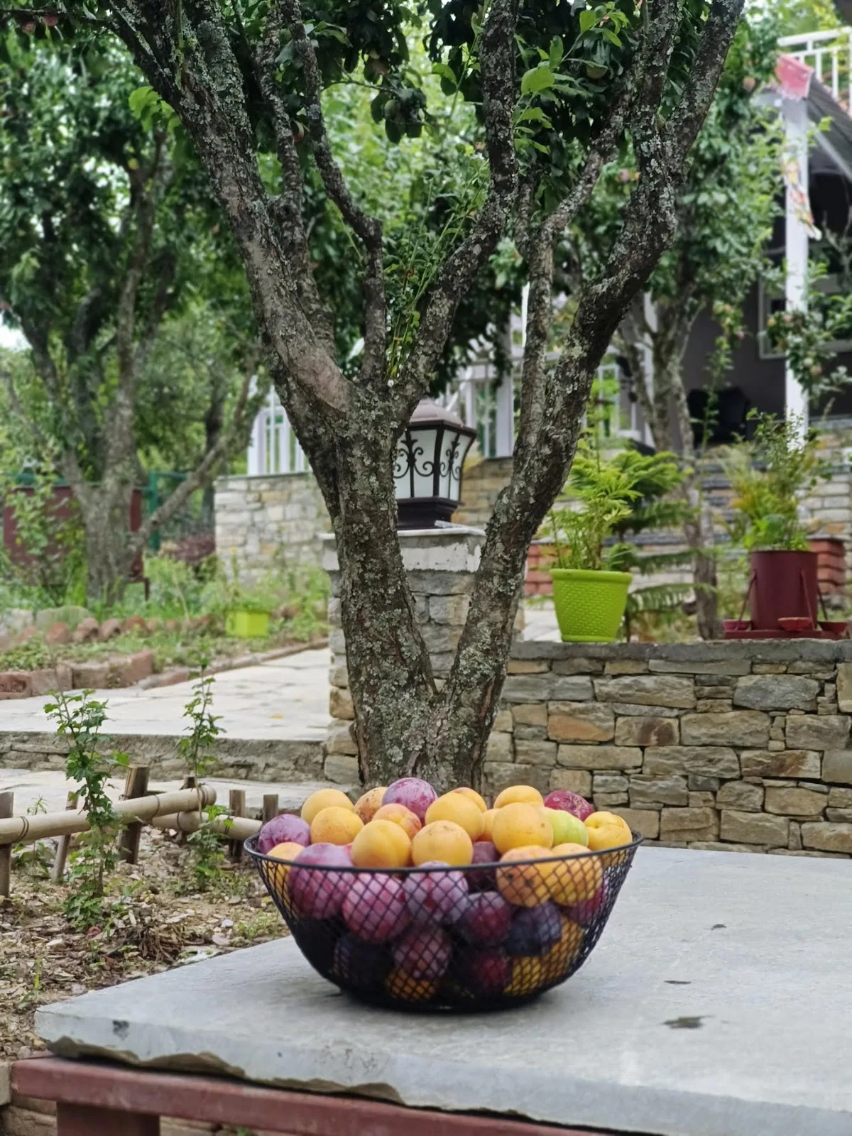 Plums picked from the orchard at WindyRidge, Mukteshwar