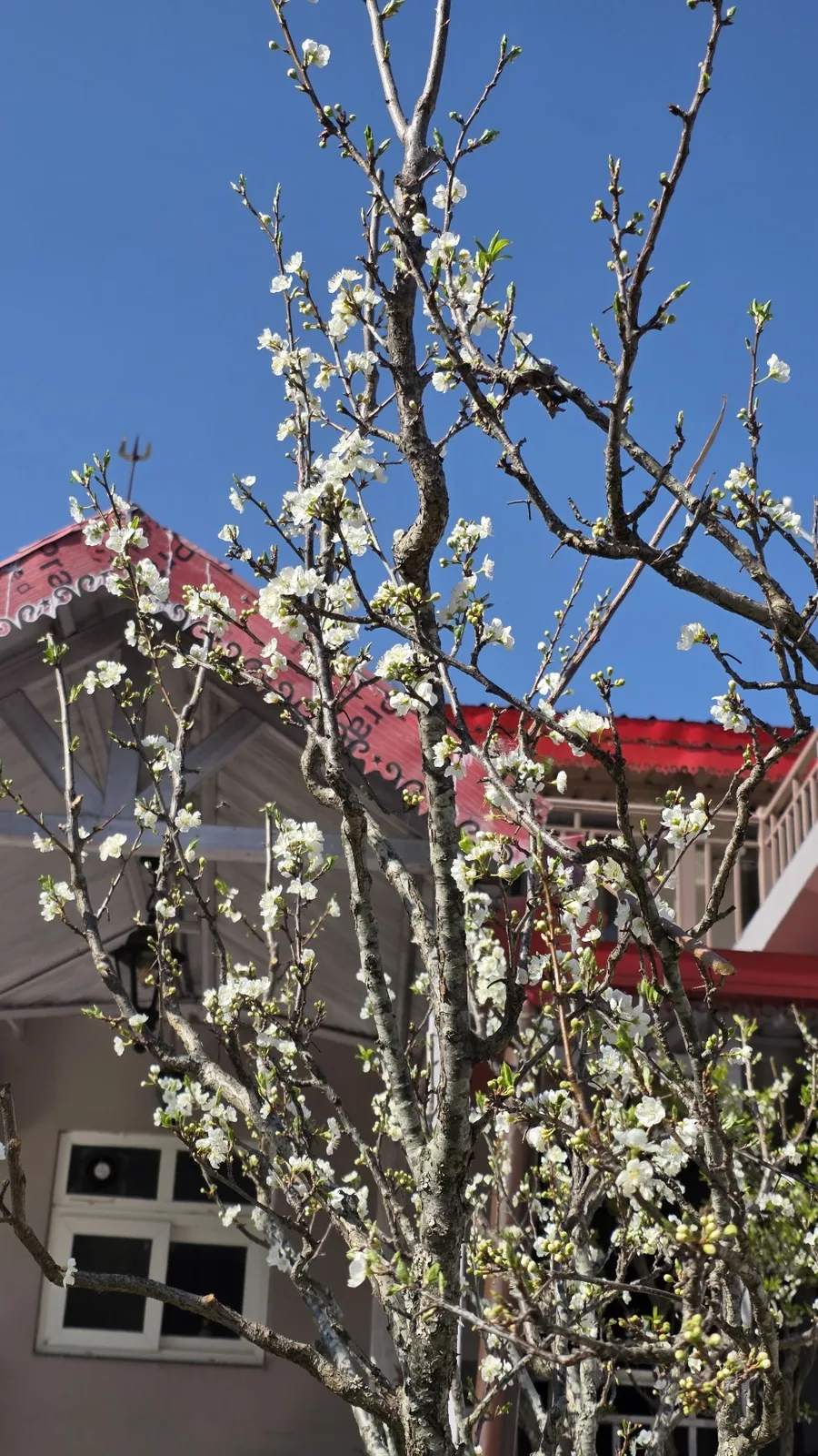 Plum blossom over the roof at WindyRidge in spring, Mukteshwar